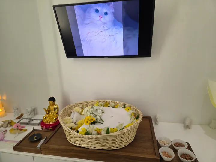 미미 보호자 후기 이미지